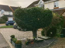 Bush Trimming Northamptonshire