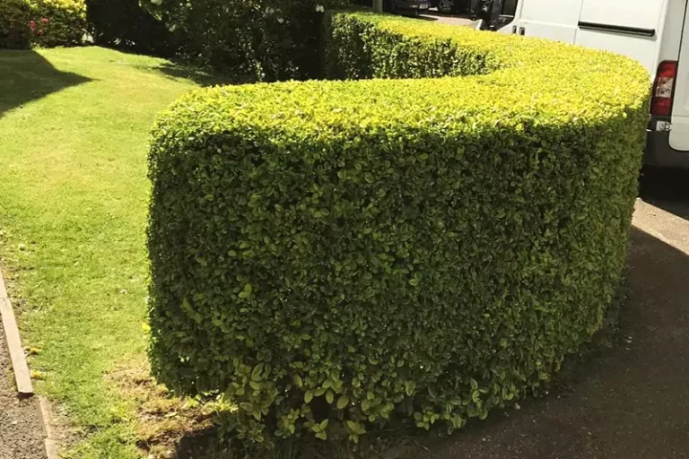 Shrub Trimming Northants