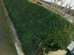 Hedge Cutting Northants