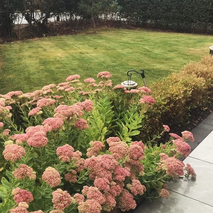 A pink flowered bush in front of a freshly mown lawn and slightly trimmed bush